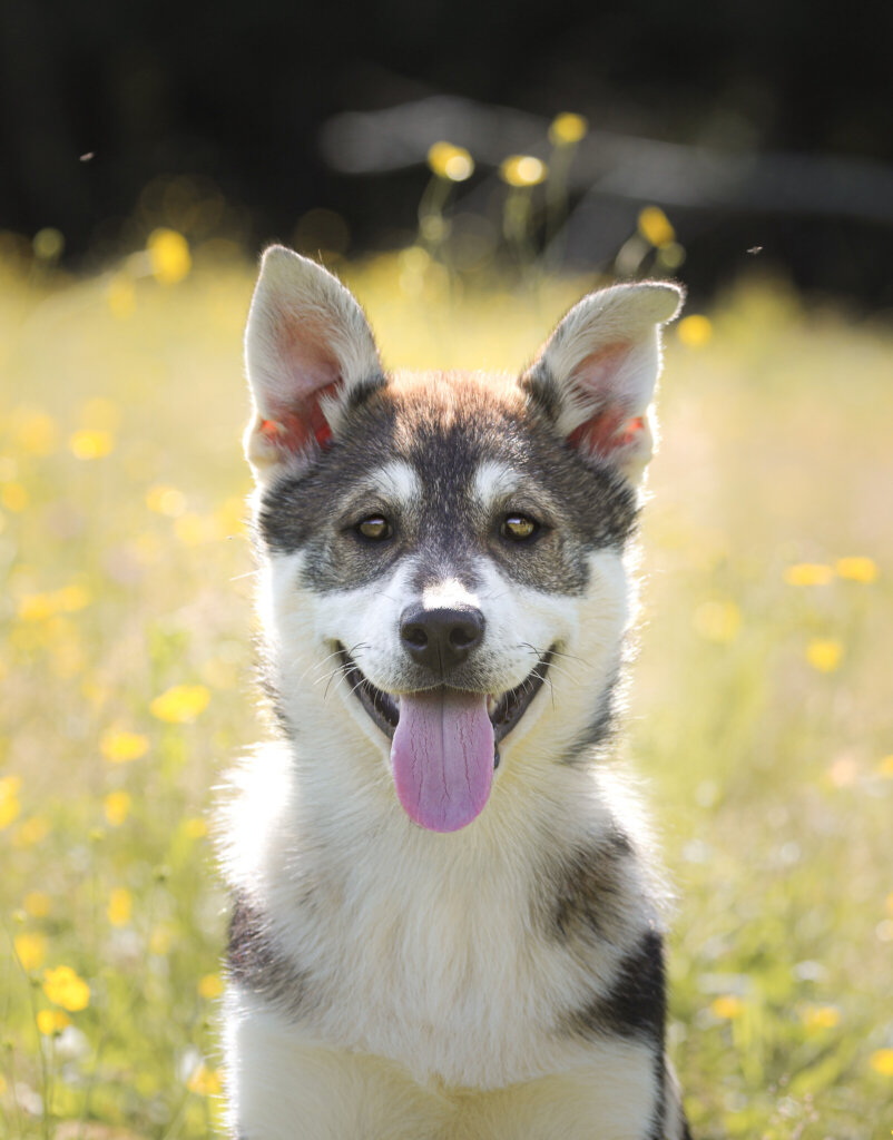 photo de NYX (huskyX)