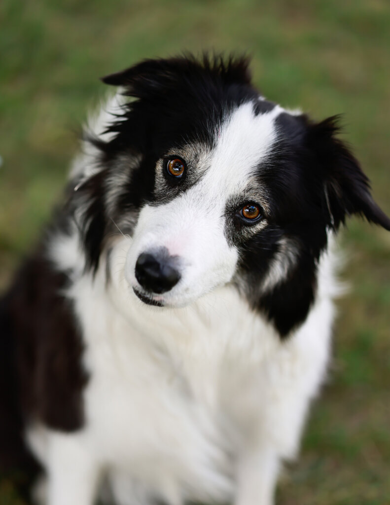 photo de WILSON (Border Collie)