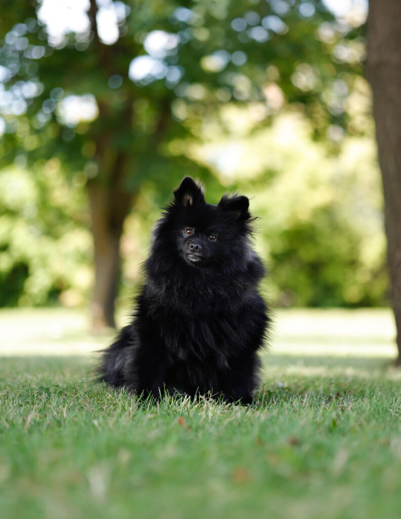 photo de ELVIS