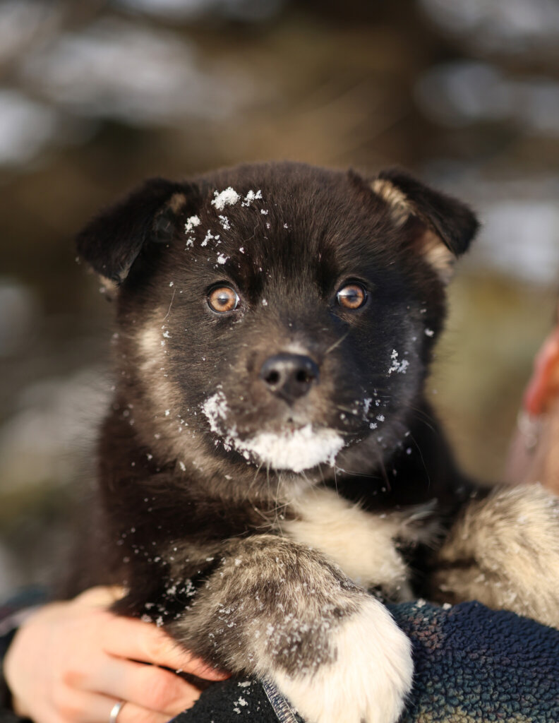 photo de LOKI