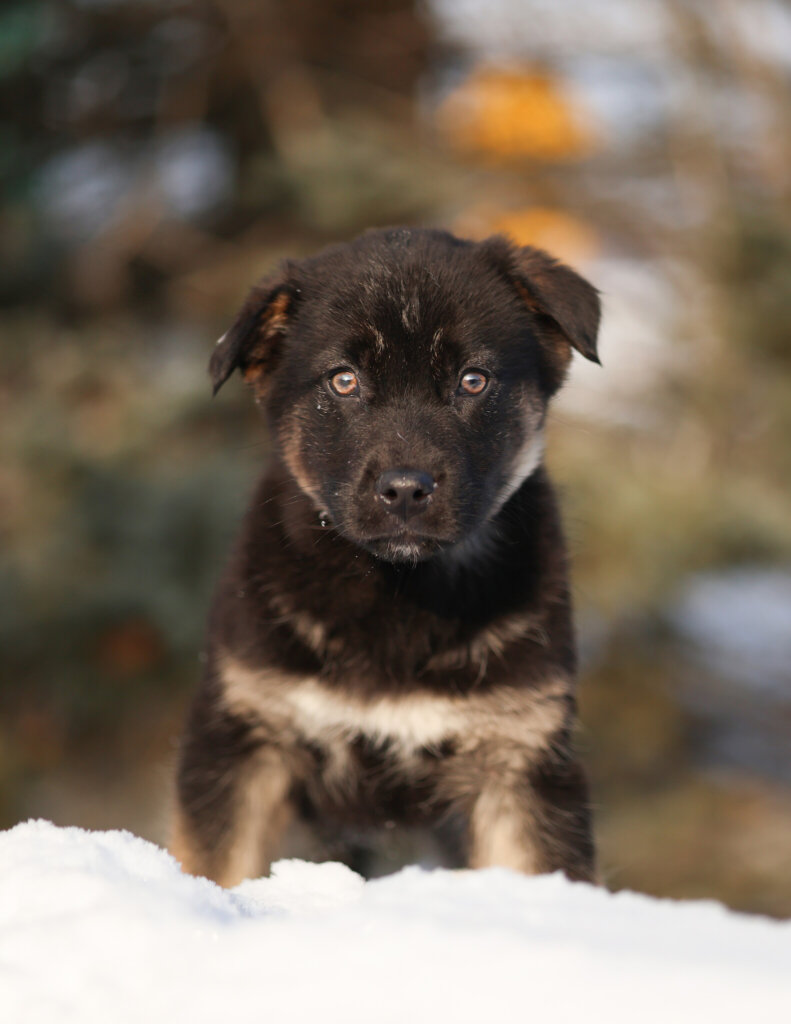 photo de KIKKER