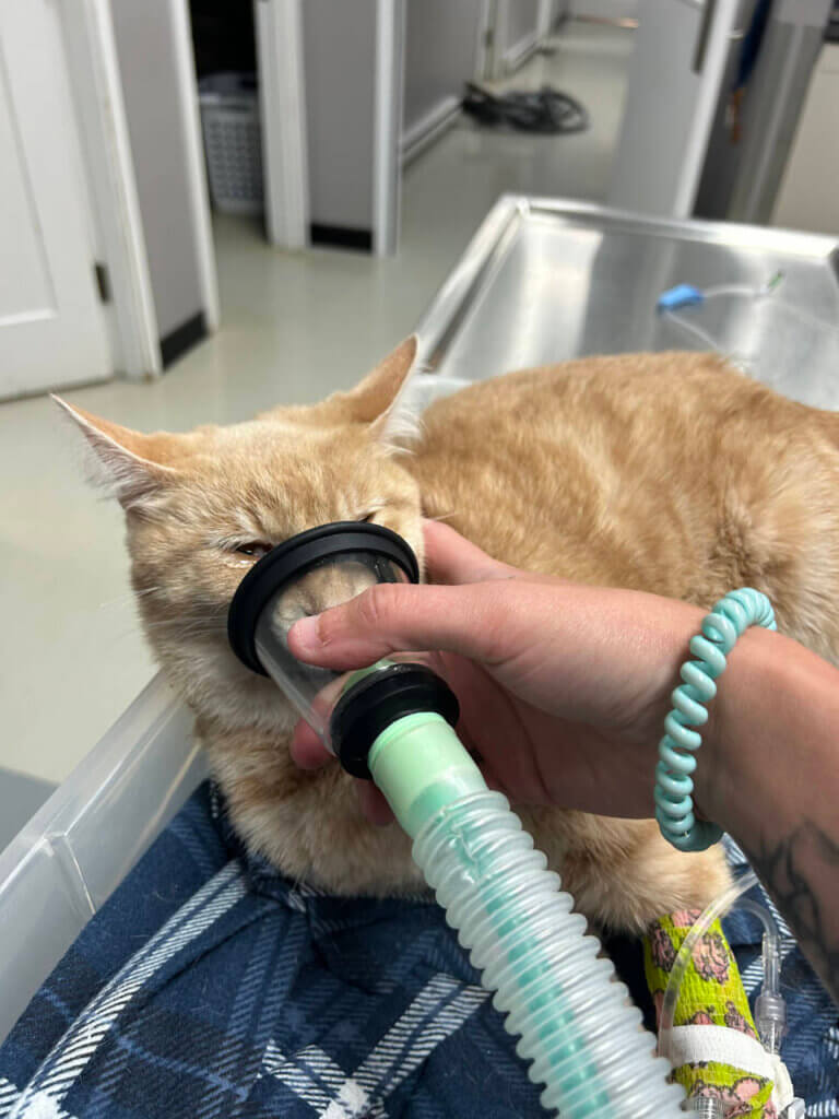 Chat recevant des soins