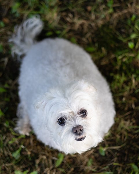 photo de MIKA