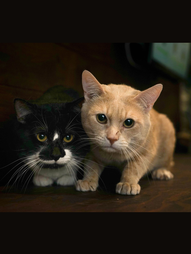 photo de Chat domestique Alvin et Théodore (M)