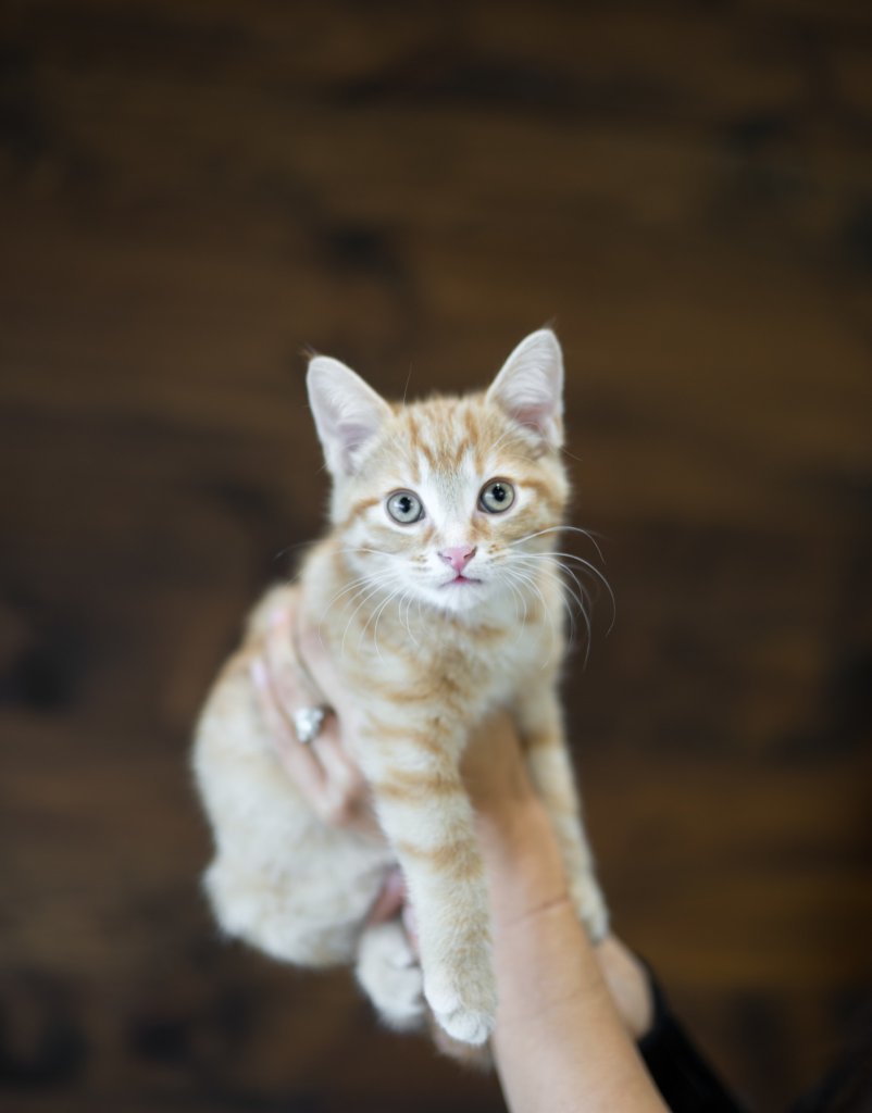 photo de Chaton domestique Julien