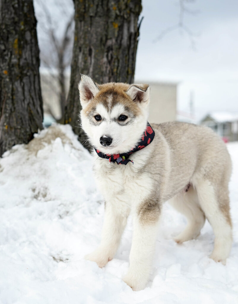 photo de Sheldon (Husky x)