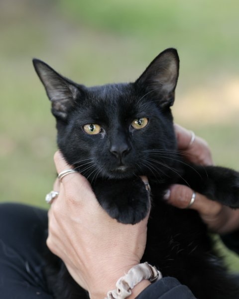 photo de TI-NOIR
