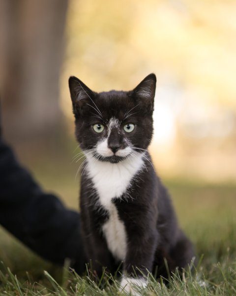 photo de DODU