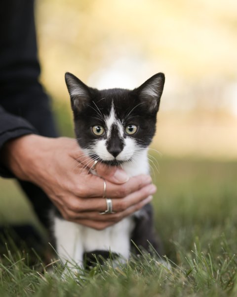 photo de DOMINO