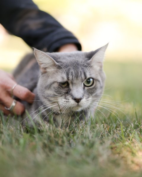 photo de PEANUT