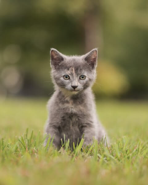 photo de DOLCE