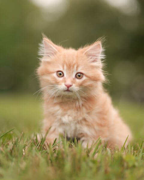 photo de MANIS