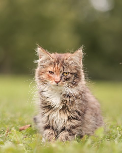 photo de CHATON