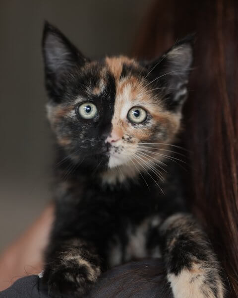 photo de MISTRAL