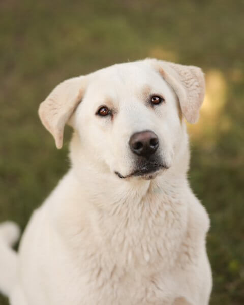photo de MARLEY