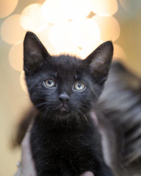 photo de KIT KAT