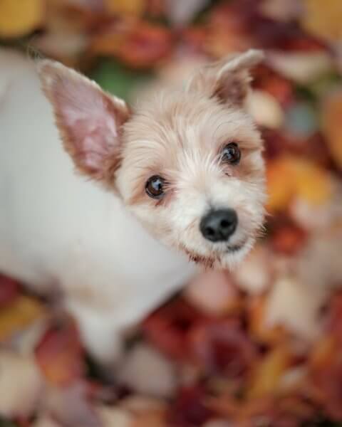 photo de PANTOUFLE