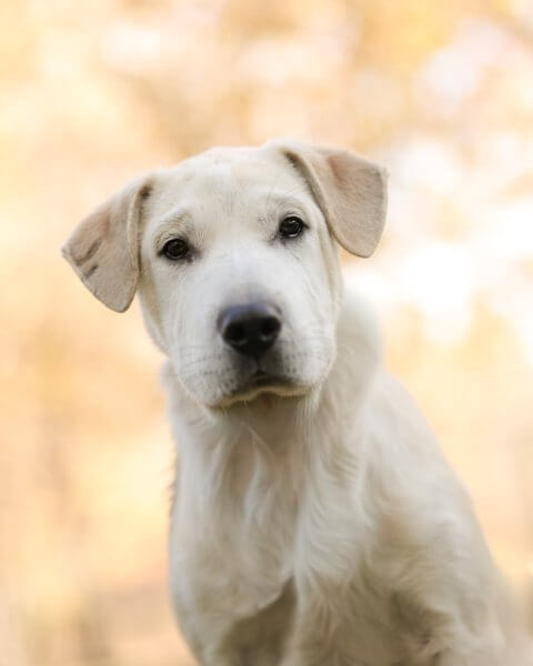 photo de BAO