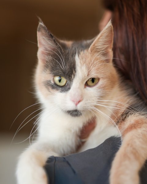 photo de ANDROMÈDE