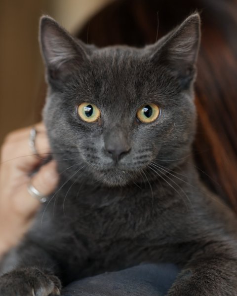 photo de TI-GRIS