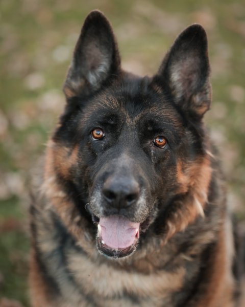 photo de LOKI
